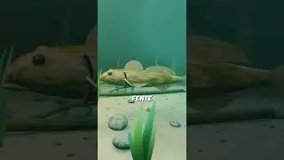 Swallowed Alive… This Eel Found a Way Out 😳#shorts