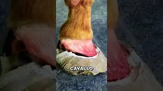 Il segreto del ferro di cavallo!😲